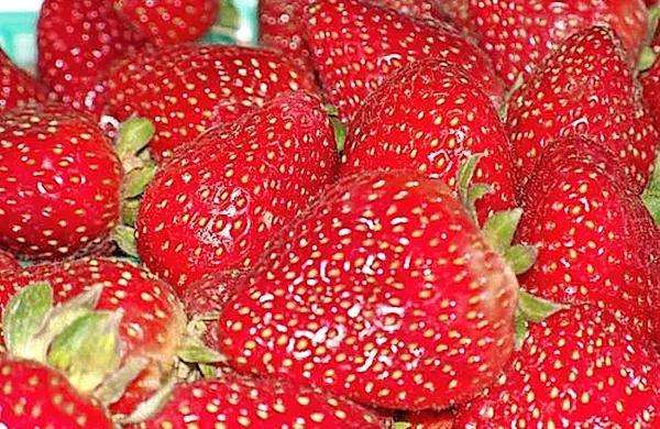   Največji delež vzorcev z ostanki več pesticidov so našli pri jagodah.