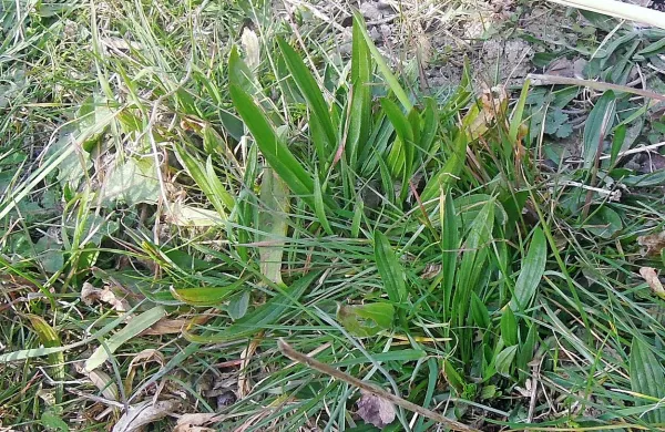 Ozkolistni trpotec je ena prvih rastlin, ki požene še pred uradnim začetkom pomladi in popestri prehrano.