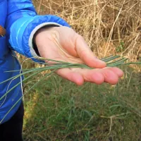 Divji česen je okusen in bolj blagega okusa od domačega, debelejšega sorodnika.