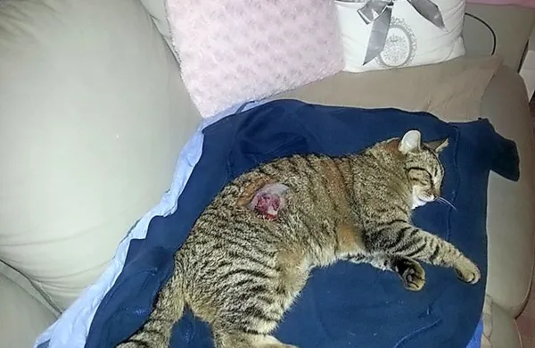 V petek čez dan je nekdo z neznanim strelnim orožjem streljal na mačka v Sežani.
