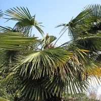 Zaradi poškodb listov se vrhovi palm začnejo sušiti, palma pa 
shira in propade. 