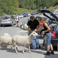 Poletna gneča na Vršiču terja večjo urejenost s parkirišči 
vred.