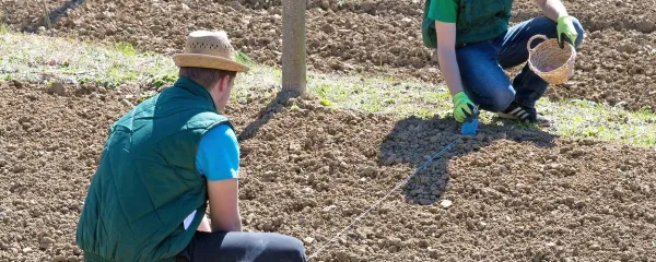 Za sajenje solate v ravni vrsti sta Tadej in Tine potegnila 
vrvico. 