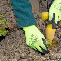 S sajenjem sadik si lahko obetamo boljši pridelek solate.