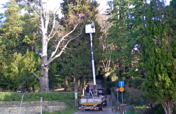  Rdečelistno bukev so posadili v časih, ko je v Portorožu začel 
cveteti zdraviliški turizem. V ponedeljek so jo posekali.