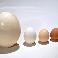 Od nojevega do prepeličjega jajca