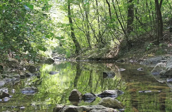 Glinščica v zgornjem toku.