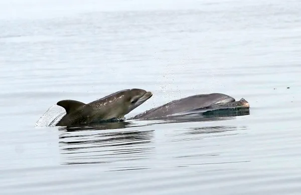 Delfini se v ribiške mreže zapletajo iz različnih razlogov. V njih 
iščejo ribe ali  slučajno zaplavajo vanje, pri mladičih pa temu 
pogosto botrujeta  igrivost in radovednost.