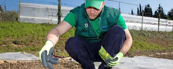 Setev semen na Primorskem vrtičku