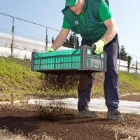 Po setvi gredo zastremo s svežo presejano zemljo.