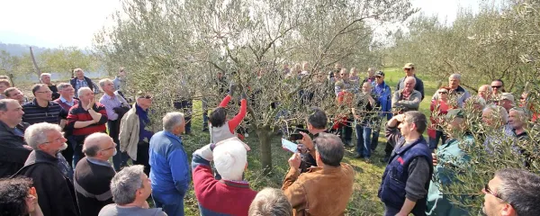 V oljčnik nad Prvačino so prišli številni “resni” in ljubiteljski goriški oljkarji.
