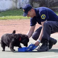 Pes Spidi je izučen za odkrivanje eksplozivnih sredstev.