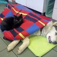 Tudi med mačkami se skriva kak&scaron;na &ldquo;medicinska sestra&rdquo;