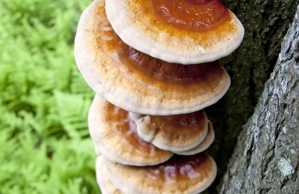 Ganoderma lucidum spodbuja delovanje imunskega sistema,  izboljšuje odpornost, pomaga pri lajšanju stresa in 
zmanjšuje živčno napetost, našteva  Andrej Gregori, doktor 
biotehnologije. 