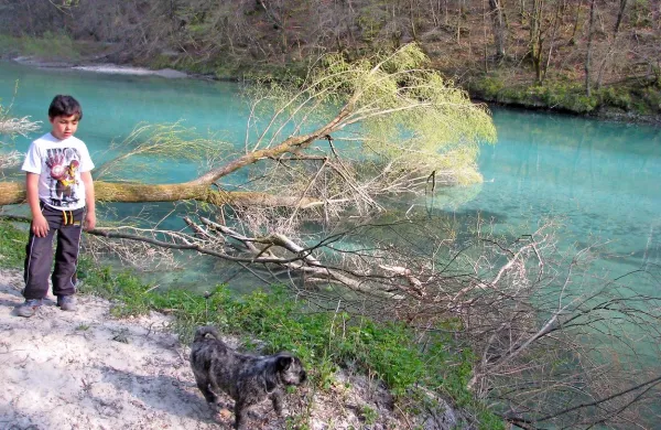 SENG obljublja, da bodo iz Soče odstranili velika drevesa, ki 
predstavljajo potencialno nevarnost za čolne.