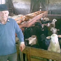 Kljub dopolnjenim 77 letom nekdanji župan, veterinar in eden večjih ovčerejcev na Bistriškem 
ne zna počivati.