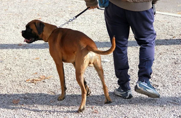 Lastnik, ki na javnem mestu psa ne bo pripel na povodec, bo 
plačal sto evrov kazni. 