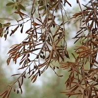 Bakterija xylella fastidiosa povzroča  sušenje in propad oljk ter  
drugih gojenih in okrasnih rastlin.