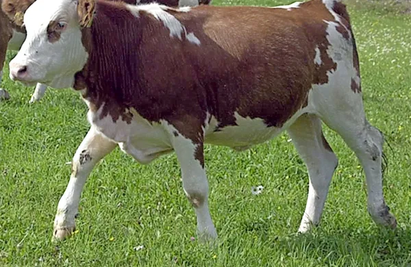 Bik se je pognal proti domačinu.