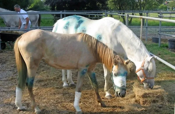 Ranjeni kobili sta bili po napadu še dva meseca in pol na 
zdravljenju v kliniki veterinarske fakultete.   Naravni rezervat 
Škocjanski zatok v postopku uveljavlja premoženjsko pravni 
zahtevek v višini 7487 evrov, kolikor je stalo zdravljenje 
kobil.  