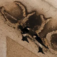 Nemudoma so se odpravili na teren, a večina gnezd je bila ob 
njihovem prihodu že uničena.