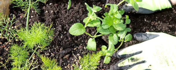 Vsako zelišče ima na spirali ustrezne mikroklimatske pogoje.