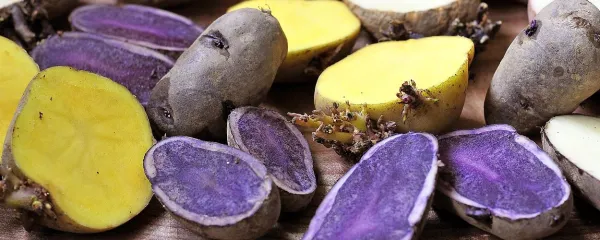 Raznobarven krompir 