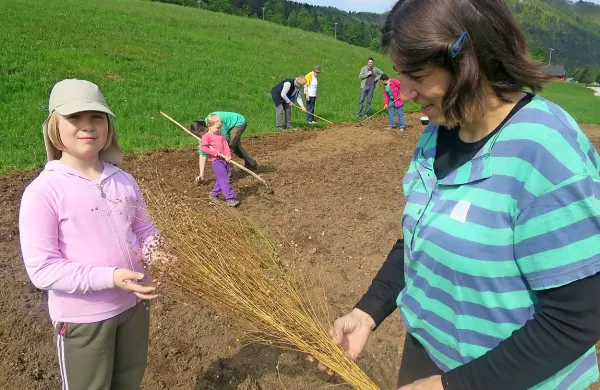  Skupina Črnovrščanov pod vodstvom Davorine Čebular (na 
fotografiji z dozorelim šopom lanu) je pred tremi leti vrnila 
izumrlo tradicijo pridelave in predelave lanu  na planoto.