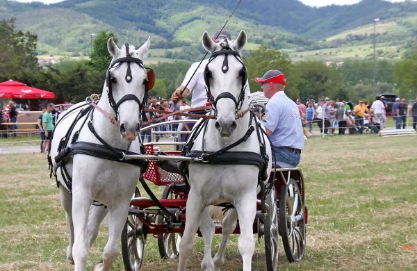 Konjeniško društvo Sveti Štefan Vipavska dolina je  v Vipavi 
gostilo državno tekmovanje v vožnji vpreg.