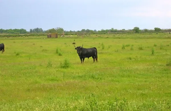 Bik na travniku dojema neznanca za vsiljivca in zato postane 
napadalen. 