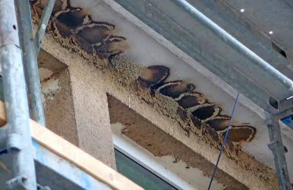 Lastovke, ki so se vrnile pod streho tovorne železniške 
postaje Srmin, so na starih mestih začele postavljati nova 
gnezda, zato bo že začeta obnova fasade morala počakati do 
jeseni. 