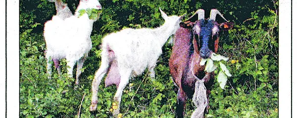 Ne le na Tolminskem, tudi drugod na Primorskem so z leti ugotovili 
koristnost te skromne živali ... 