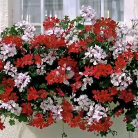 Pelargonije