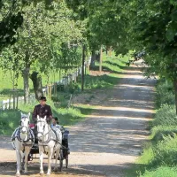 Po obnovi bo dostop v kobilarno mogoče tudi skozi Tržaški 
drevored, ki so ga v prvi faze obnove popolnoma uredili.