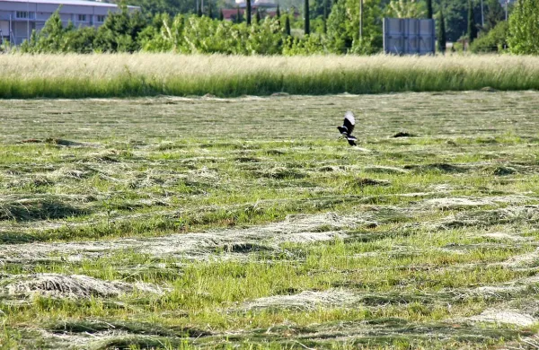 Ukrepi KOPOP prinašajo nove kmetijske prakse tudi pri 
košnji in spravilu sena. 