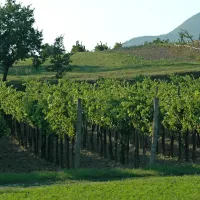 Nova uredba je na območjih Nature 2000 omejila urejanje 
novih nasadov in vinogradov na travinju. 