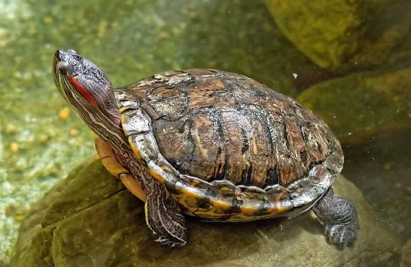Želva  trachemys scripta