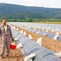 Dokler je sezona šparge, ni počitka, pravi mladi gospodar 
Mitja Ušaj.