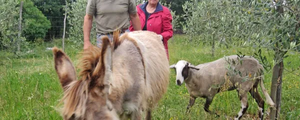 Izidor in Cirila Marušič sta zelo vesela, da sta Tova in Ovčka 
spet z njima.