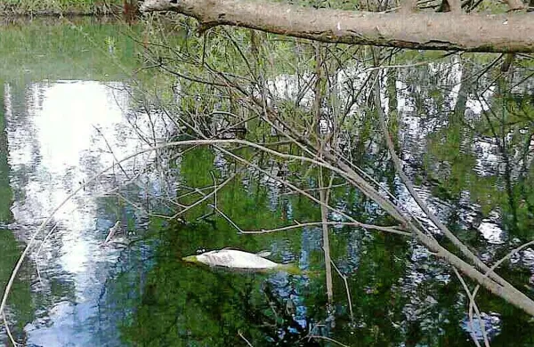 Kaj je povzročilo tokratni pogin rib pred Postojno?