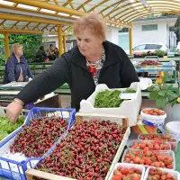 Marija Cijan iz Šempetra upa, da za tiste, ki na tržnici 
prodajajo le viške svojih pridelkov, davčne blagajne res ne 
bodo obvezne.