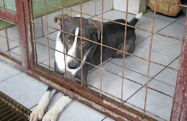  Obalnemu društvu proti mučenju živali, ki že 12 let upravlja 
zavetišče za živali v Dvorih pri Sv. Antonu, očitajo neredno 
plačevanje veterinarskih storitev in nedoslednost pri vodenju 
evidenc sprejema in oddaje živali. Društvo podpira več kot 
7500 podpisnikov peticije, s katero nasprotujejo  nameri 
obalnih občin, da vodenje zavetišča predajo koprski Komunali.