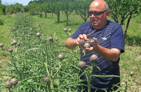 V Strunjanu so že pobrali  vijolične glavice, ki jih bodo danes 
in jutri  ponudili na Prazniku artičok. 