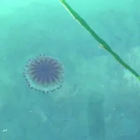 Kompasna meduza 
