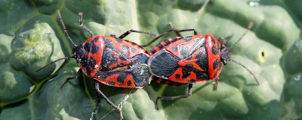 Kapusova stenica
