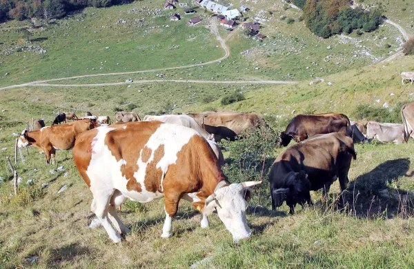 Če želi dati  agrarna skupnost zemljo v najem za pašo, morajo 
zdaj pogodbo o najemu overiti vsi člani; z novim zakonom bo 
to lahko naredil predsednik. 