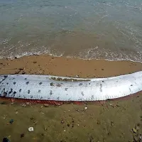 Eno najbolj skrivnostnih rib na svetu, “oarfish”,  so pred 
kratkim ujeli v fotografski objektiv na plaži Catalina v okolici 
Los Angelesa.