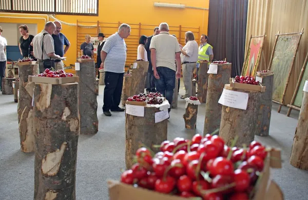 V Lokavcu se odvija festival češenj.