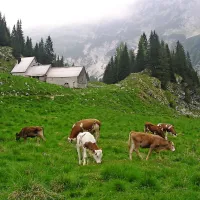 Pastirski stan na planini Duplje nedaleč stran od Krnskega 
jezera, bo za Mirana Pezlja tudi to poletje pravi raj. 