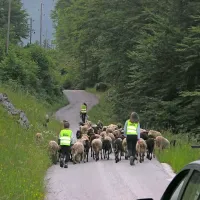 Čredo ovac so skozi dolino Lepene pospremili gospodarjevi 
otroci Katja, Tanja in Klemen.